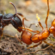 Illustration for article titled Weve been looking at ant intelligence the wrong way
